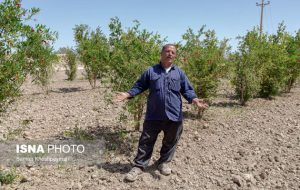 درختان شرق اصفهان درحال خشکیدن است درختان شرق اصفهان درحال خشکیدن است
